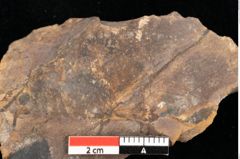 Foto (Detailansicht) von Pinus leuce Unger (NHMW-GEO-2024-0188-0298)